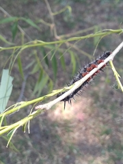 Nymphalis antiopa