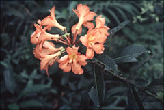 Rhododendron javanicum kinabaluense