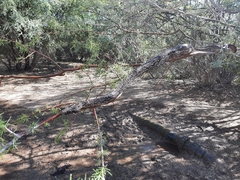 Boa constrictor occidentalis