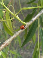 Adalia bipunctata
