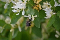 Bombus griseocollis