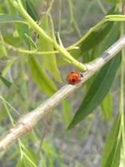 Adalia bipunctata
