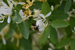 Bombus griseocollis