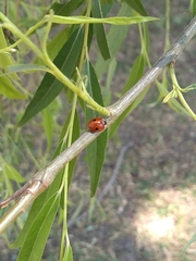 Adalia bipunctata