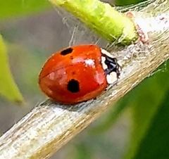 Adalia bipunctata