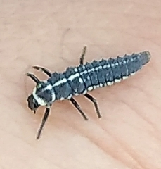 Mulsantina picta