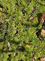 Bolax gummifera