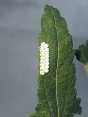Automeris naranja