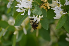 Bombus griseocollis
