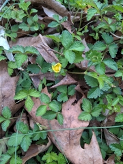 Potentilla indica