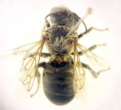 Hoplitis bisulca