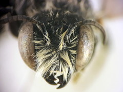 Hoplitis bisulca