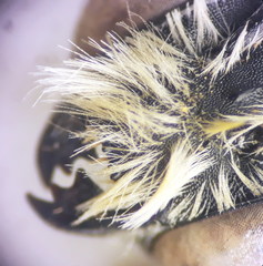 Hoplitis bisulca