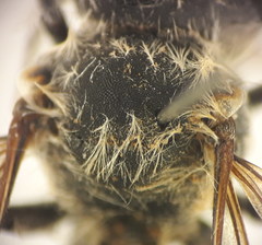 Hoplitis bisulca