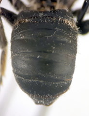Hoplitis bisulca
