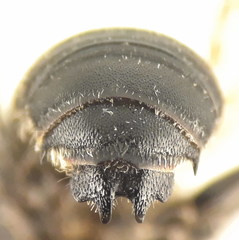 Hoplitis bisulca