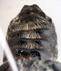 Hoplitis bisulca