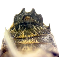 Hoplitis bisulca