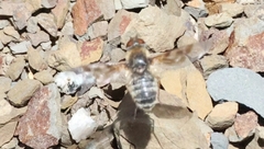 Thyridanthrax pallidus