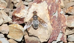 Thyridanthrax pallidus