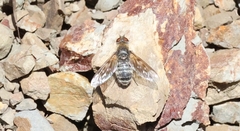 Thyridanthrax pallidus