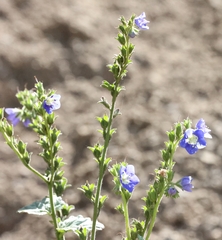 Phacelia viscida