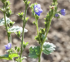 Phacelia viscida