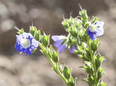 Phacelia viscida