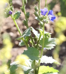 Phacelia viscida