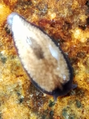 Polycelis felina
