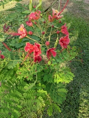 Caesalpinia pulcherrima
