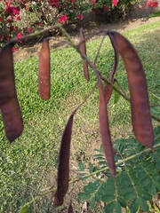 Caesalpinia pulcherrima