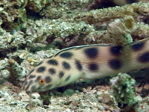 Tiger Snake Eel