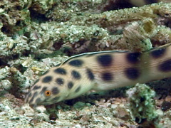 Tiger Snake Eel photo 3