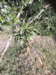Sebastiania schottiana