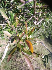 Sebastiania schottiana