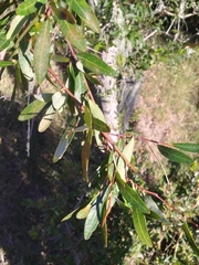 Sebastiania schottiana