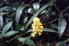 Calanthe pulchra