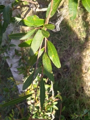 Sebastiania schottiana