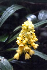 Calanthe pulchra