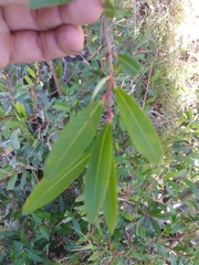 Sebastiania schottiana