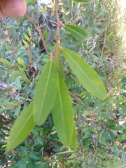 Sebastiania schottiana