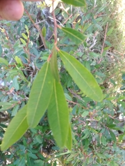 Sebastiania schottiana