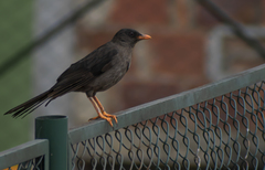 Turdus fuscater