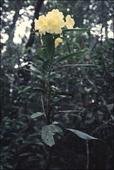 Rhododendron retivenium