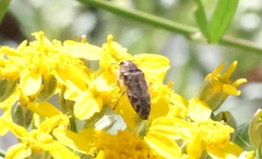 Acmaeodera hepburnii