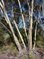 Eucalyptus diversifolia diversifolia