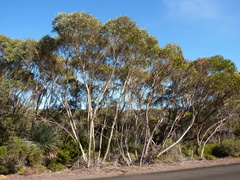 Eucalyptus diversifolia diversifolia