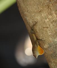 Anolis scriptus