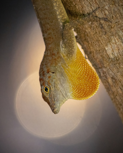 Silver Key Anole